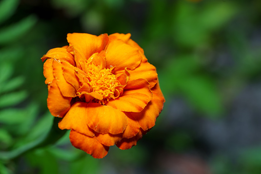 Mexican Marigold Flower macro stock image
