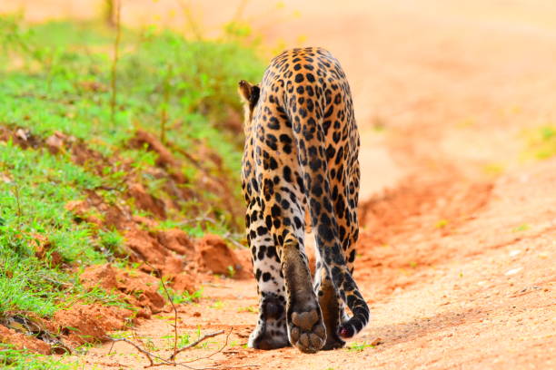istock Sri Lankan Leopord 2150427240