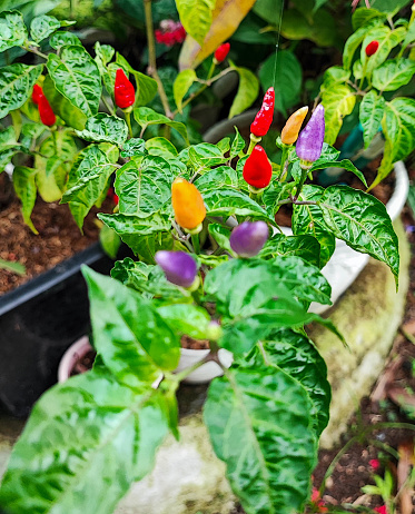 selective focus of colorful chili trees bearing lots of fruit, outdoor in the garden