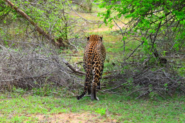 istock Sri Lankan Leopord 2150428008