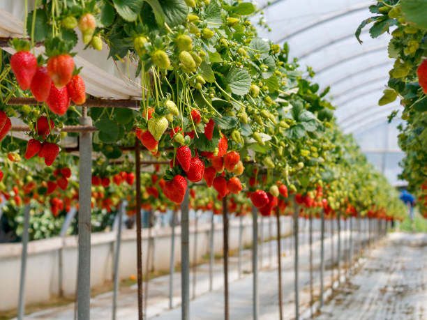 istock Rows of strawberries in greenhouse 2150428140