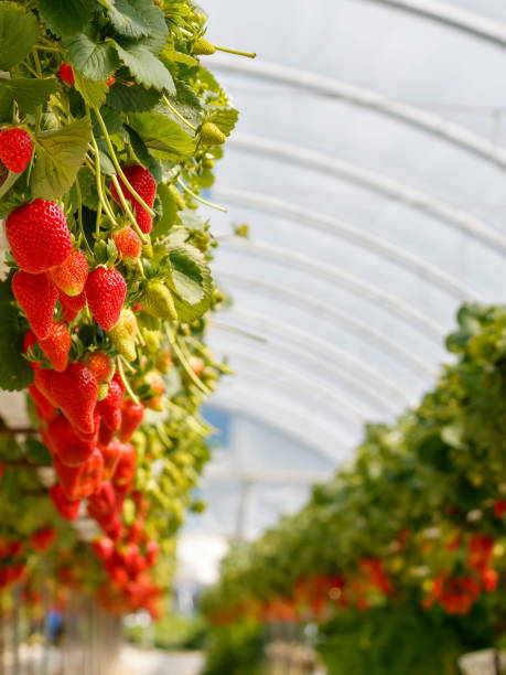 istock Strawberries growing in greenhouse 2150428146