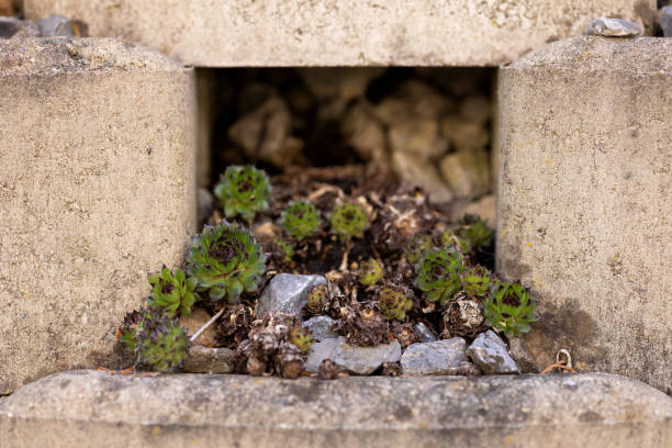 The concept of choosing a life. The plant uses the minimum chance to germinate and give offspring.