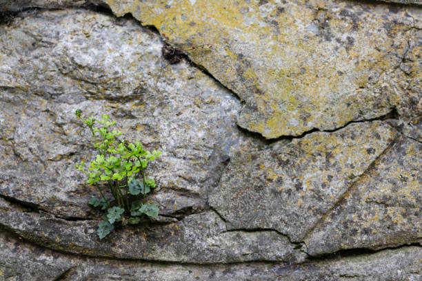 istock Concept of choice. Can grow and develop even among the stones 2150428206
