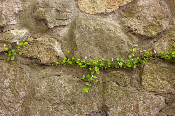 The concept of choosing a life. The plant uses the minimum chance to germinate and give offspring.