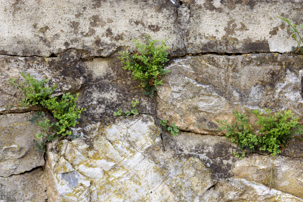 The concept of choosing a life. The plant uses the minimum chance to germinate and give offspring.