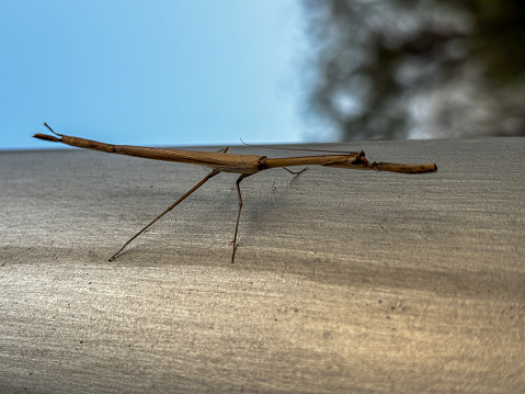 A stick insect is standing on a table. The stick insect is brown and has a long body