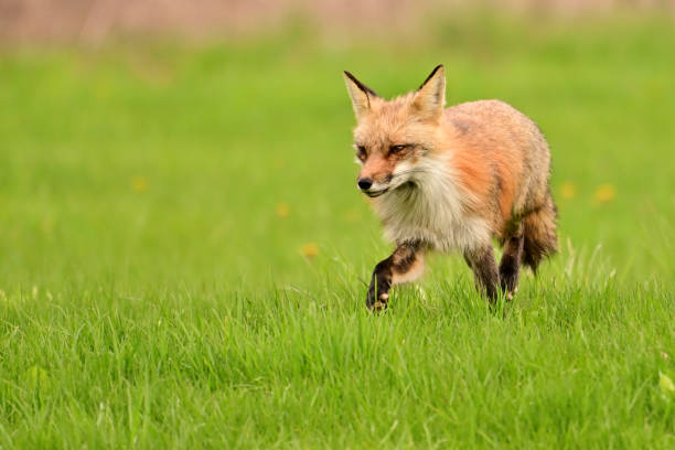 istock Adult Red Fox keeping watch over den 2150428647