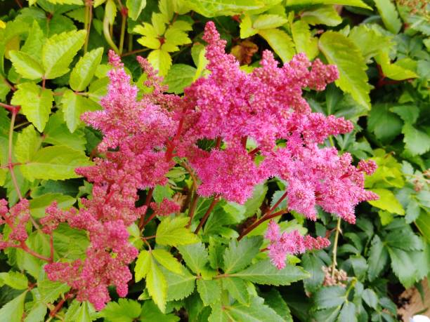 Astilbe chinensis var. pumila