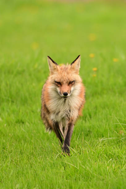 istock Adult Red Fox keeping chasing off a coyote 2150428938