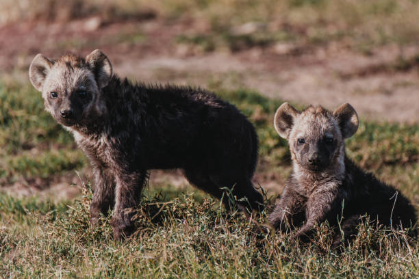 istock Hyena cubs playing in Ol Pejeta Conservancy 2150429032