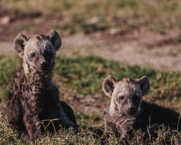 istock Hyena cubs playing in Ol Pejeta Conservancy 2150429038