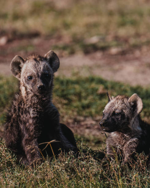 istock Hyena cubs playing in Ol Pejeta Conservancy 2150429039