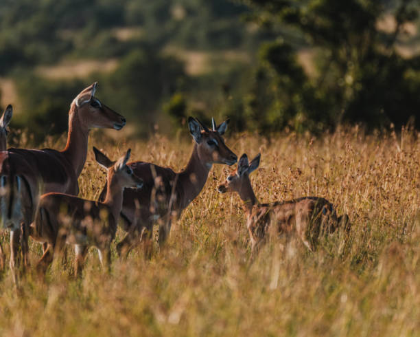 istock Impala herd in golden Masai Mara grass 2150429173