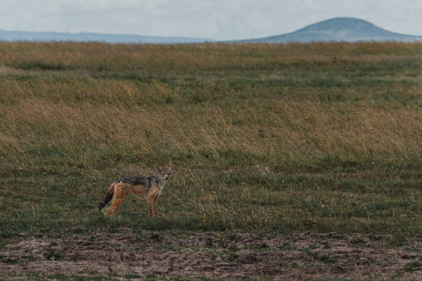 istock Jackal on the prowl in Ol Pejeta's golden hour 2150429207
