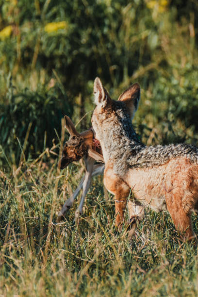istock Jackal with antelope prey in Ol Pejeta Conservancy 2150429223
