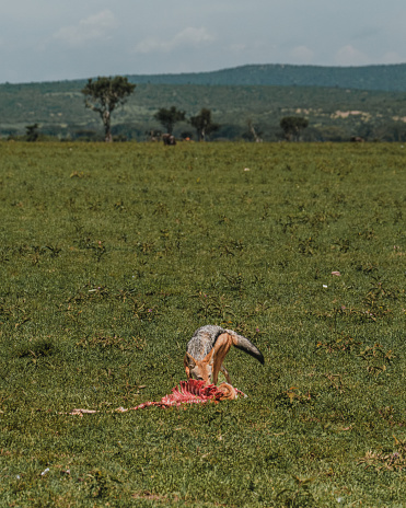 Jackal feasting on a carcass in Masai Mara