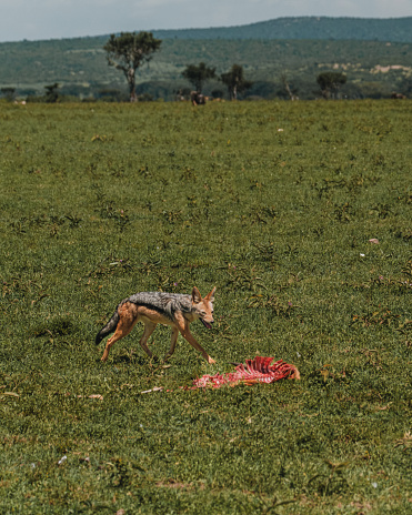 Jackal feasting on a carcass in Masai Mara