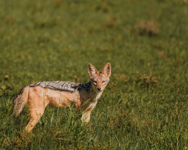 istock Jackal on the prowl in Ol Pejeta's golden hour 2150429343