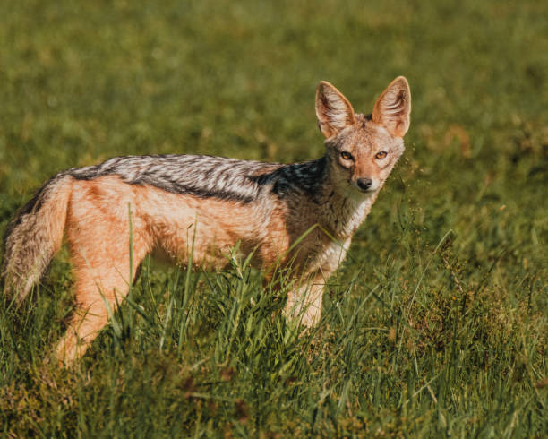 istock Jackal on the prowl in Ol Pejeta's golden hour 2150429347