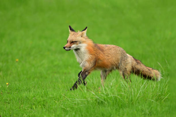 istock Adult Red Fox keeping chasing off a coyote 2150429384