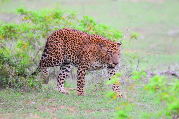 istock Sri Lankan Leopord 2150429937