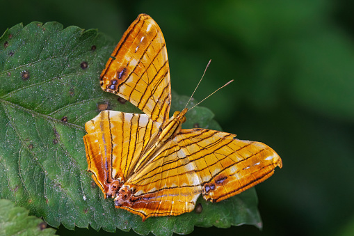 The common Maplet (Chersonesia risa) standing on a leaf, this orange stripped butterfly is living in South-East Asia.