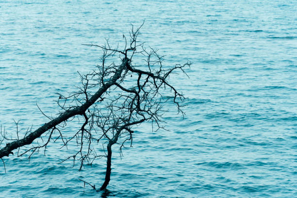 branch of tree with ripple blue sea water background