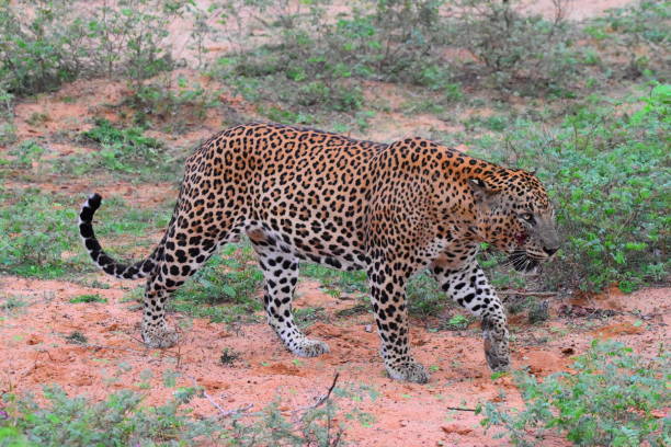 istock Sri Lankan Leopord 2150430325
