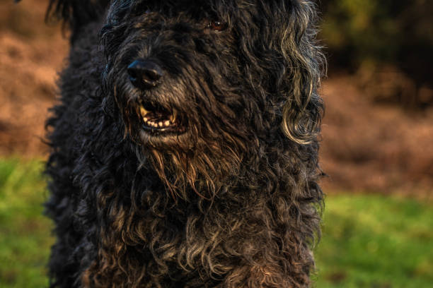 istock Cute Bouvier des Flandres on a nature walk in Ashdown forest 2150431489