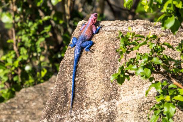 istock Mwanza flat-headed rock agama, Serengeti, Tanzania 2150431733