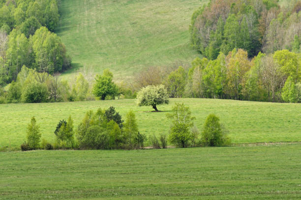 Simple summer landscape with trees, sky and flat field