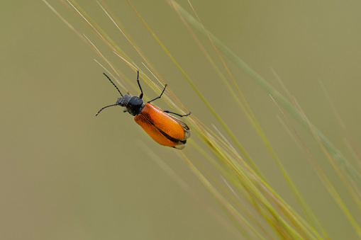 A single Lydus Tarsalis Beetles, with orange wings and black bodies, on a stalk of wheat.