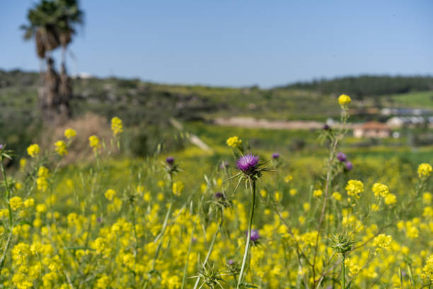 Field of blooming daisies in the bright southern sun. The Negev Desert in Israel. Blue sky and light clouds. Magnificent blooming spring.