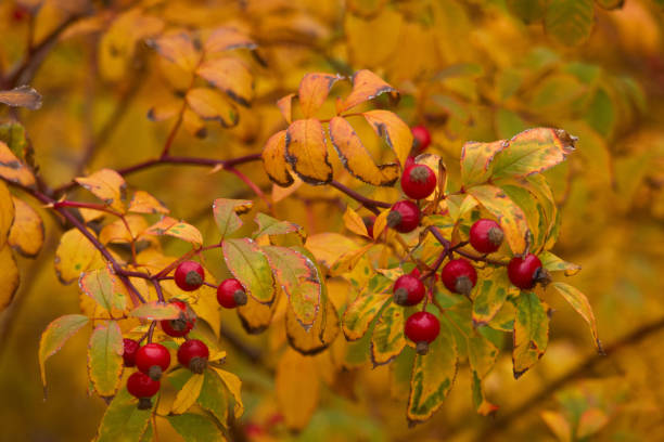autumn photo taken in the city park of flora spain