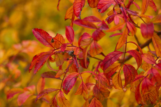 istock autumn, plant, botany, outdoors, nature, park, leaves, flora, colors, patterns, 2150434711