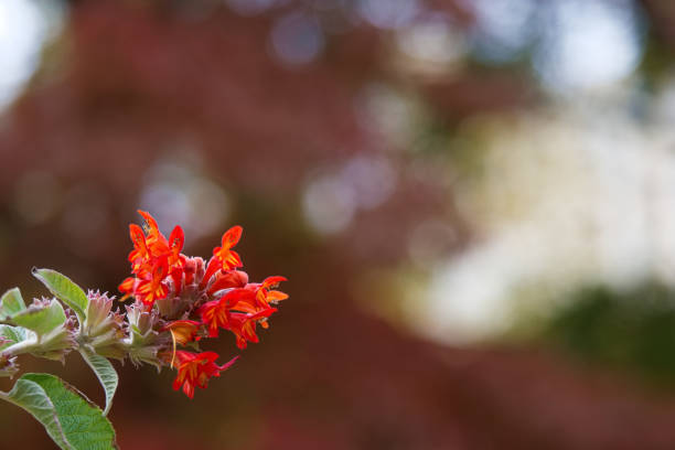 autumn photo taken in the city park of flora spain