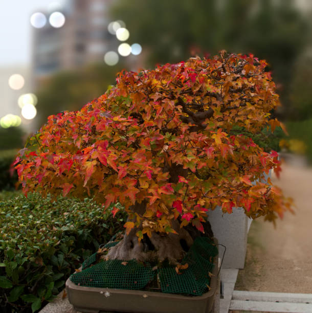 istock autumn, plant, botany, outdoors, nature, park, leaves, flora, colors, patterns, 2150435145