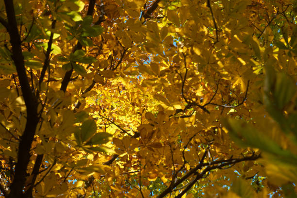 Hardwood forest in autumn
