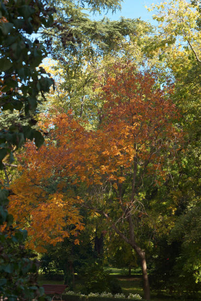 istock autumn, plant, botany, outdoors, nature, park, leaves, flora, colors, patterns, 2150435196