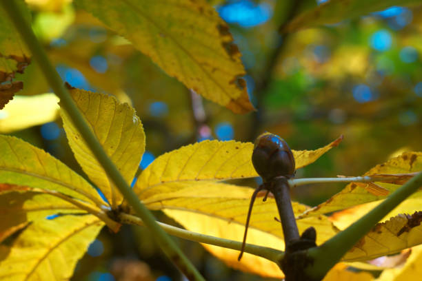 Cut out autumn leaf