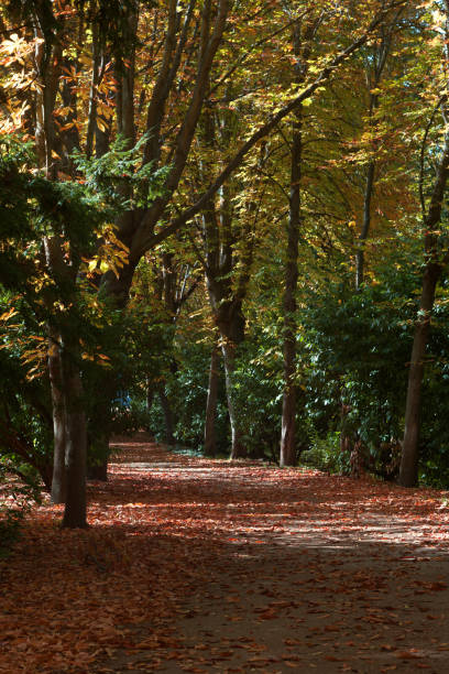 istock autumn, plant, botany, outdoors, nature, park, leaves, flora, colors, patterns, 2150435242