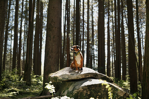 Dog with with bear bell, remote collar or gps tracking. Dog enjoying the summer forest walk and looking or smelling something. Harrier mix. Selective focus.