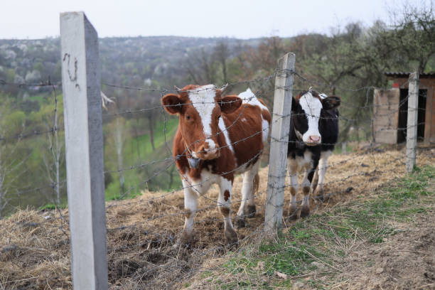 istock Two cows standing in a field with a fence in between 2150436438