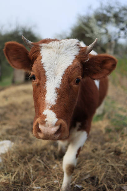 A portrait of a cow at a cattle market. Cows in preparation for Eid al-Adha.