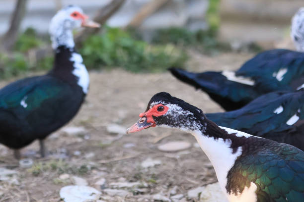 istock A group of ducks are standing in a field 2150436483