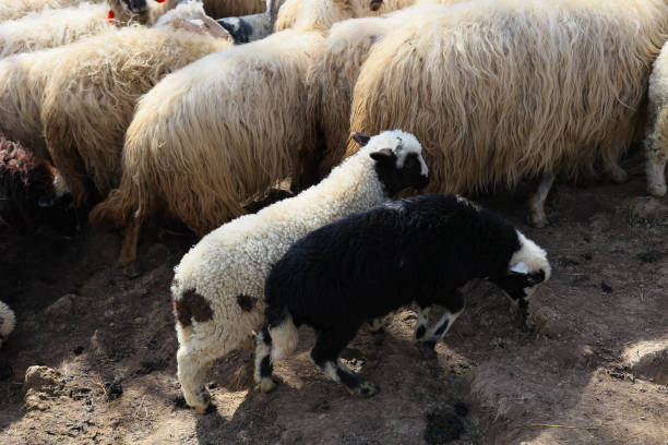 istock A herd of sheep are grazing in a field 2150436484