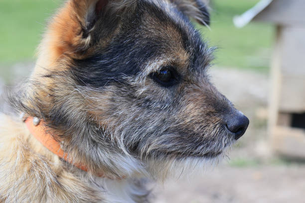 A dog with a brown and white coat and a brown nose. The dog has a collar on its neck