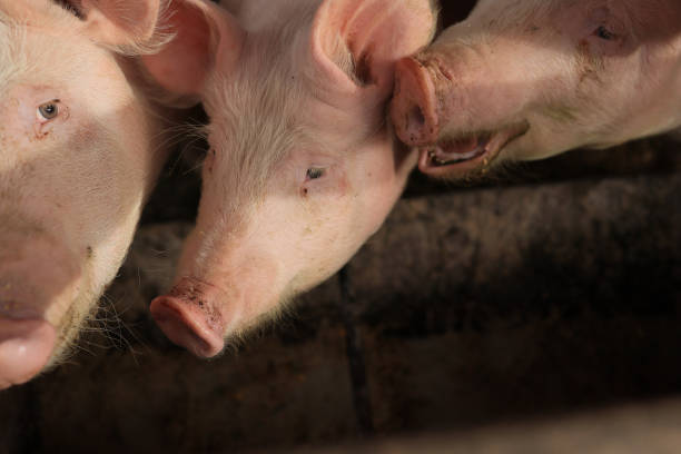 istock Three pigs are standing next to each other 2150436557