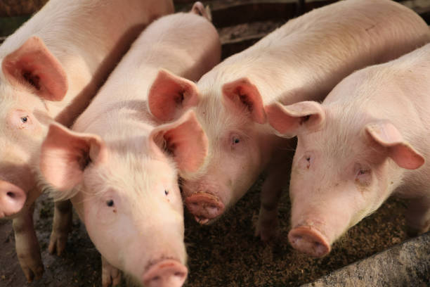 istock Four pigs are standing in a pen, looking at the camera 2150436564